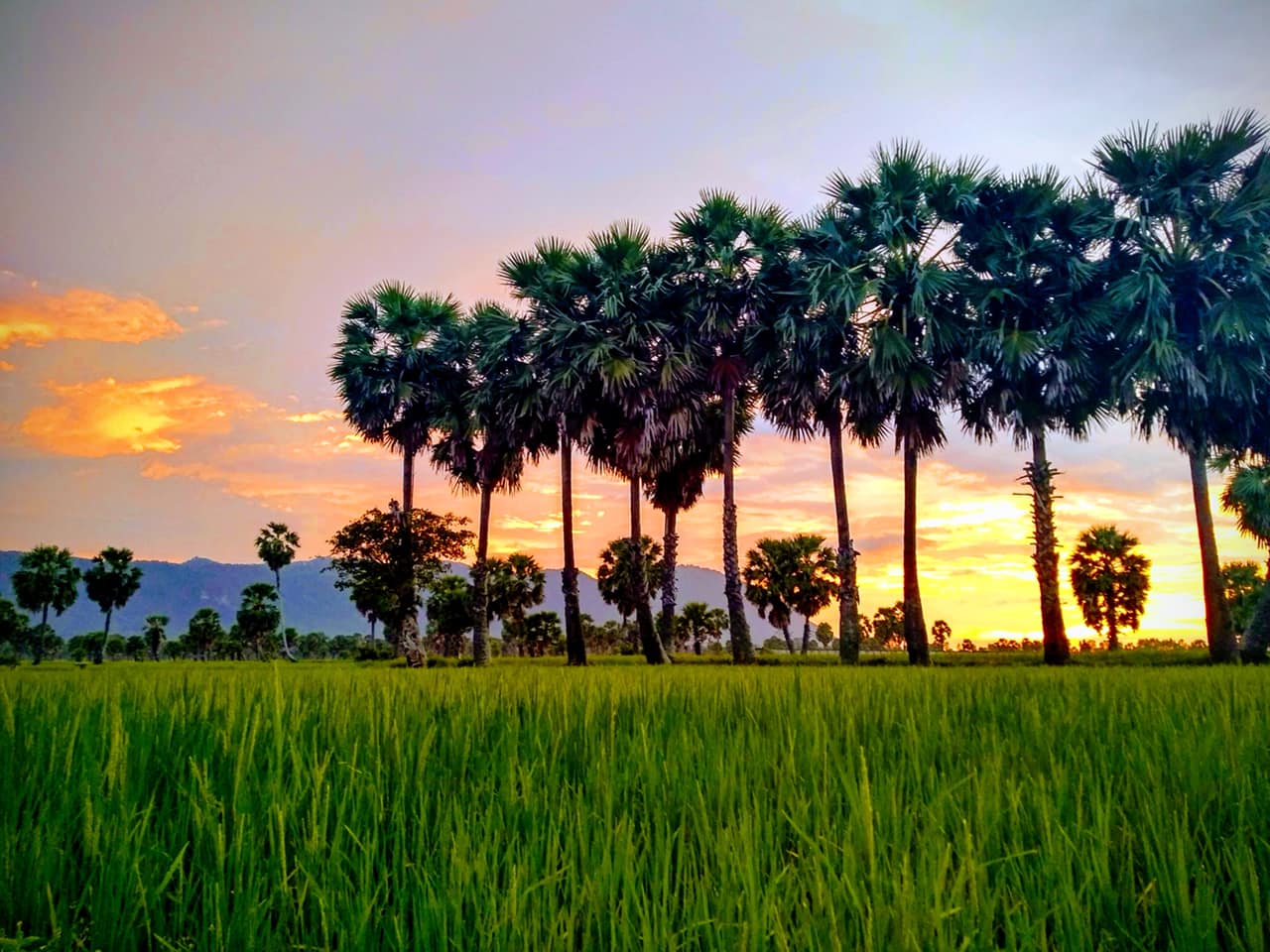 rice field